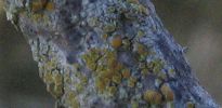 Caloplaca suaedae